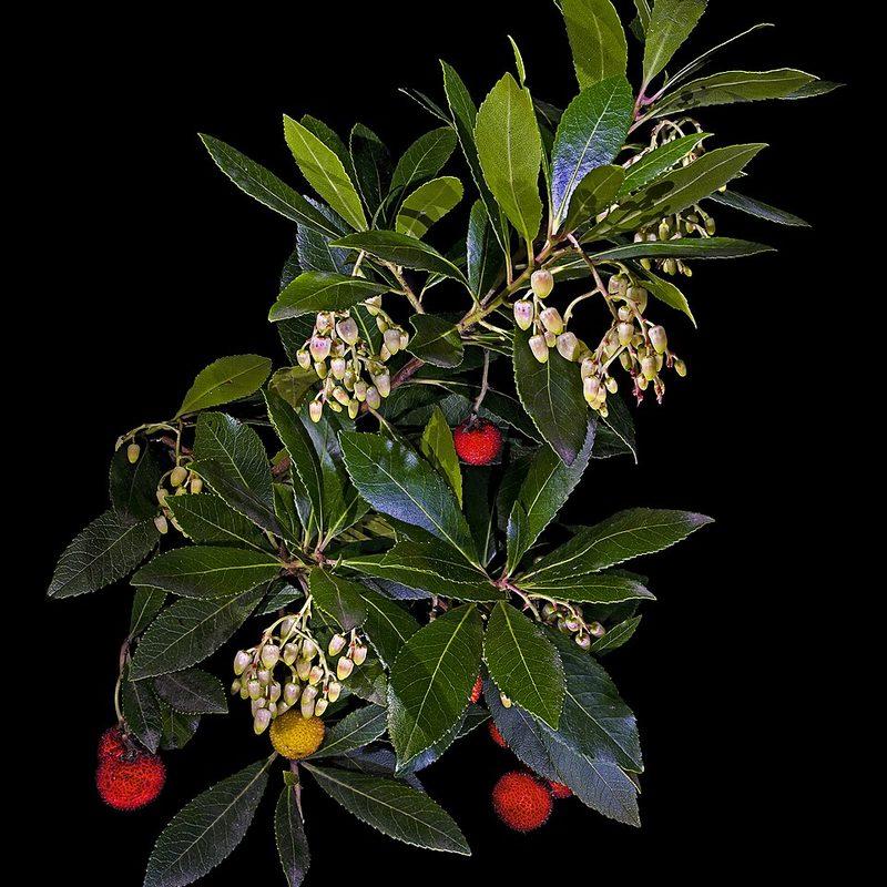 Arbousier (Arbutus unedo)