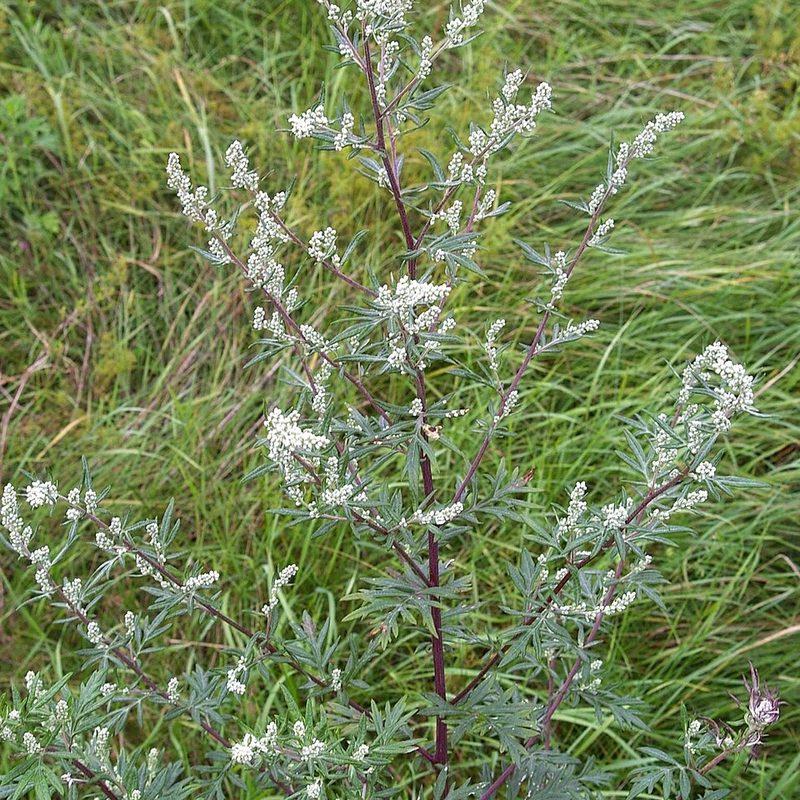 Armoise commune (Artemisia vulgaris)