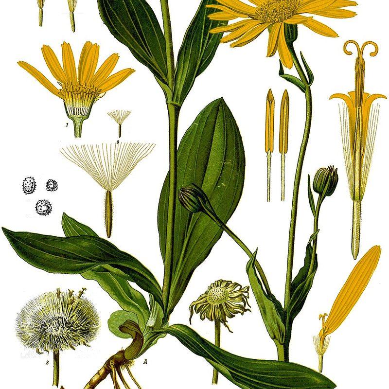 Arnica des montagnes (Arnica montana)