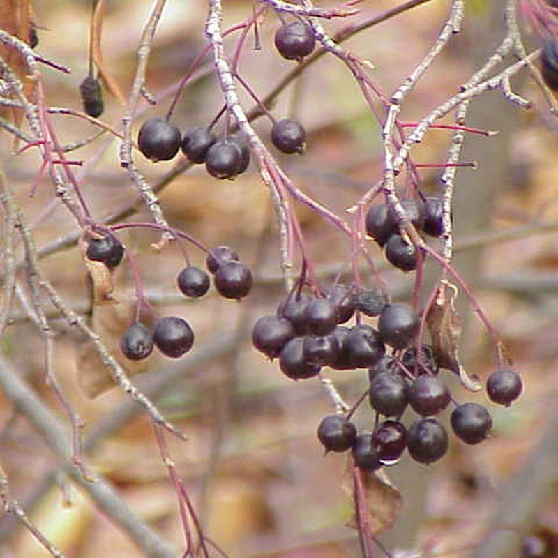 Aronia (Aronia)
