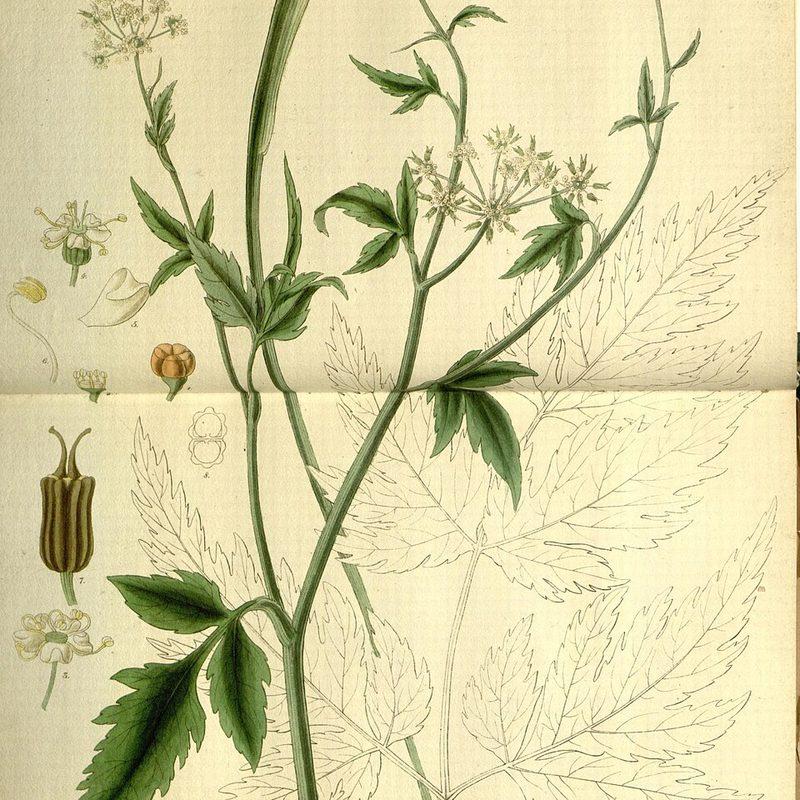 Arracacha (Arracacia xanthorrhiza)