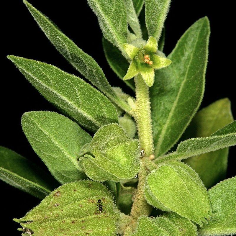 Ashwagandha (Withania somnifera)