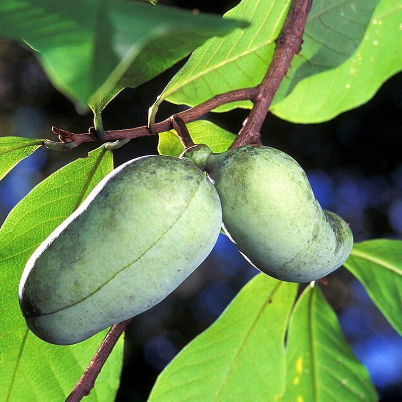 Asiminier (Asimina triloba)