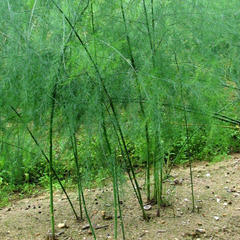 Asperge (Asparagus officinalis)