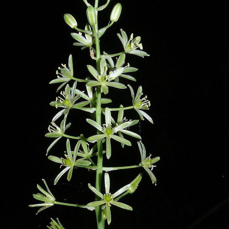 Aspergette (Ornithogalum pyrenaicum)