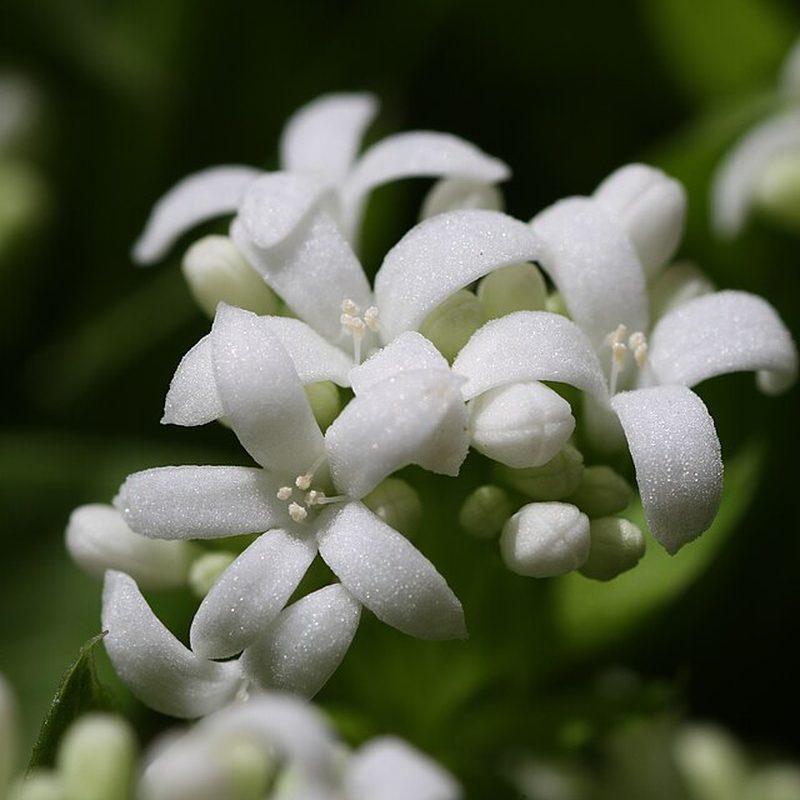 Aspérule odorante (Galium odoratum)