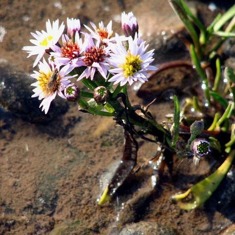 Aster maritime (Tripolium pannonicum)