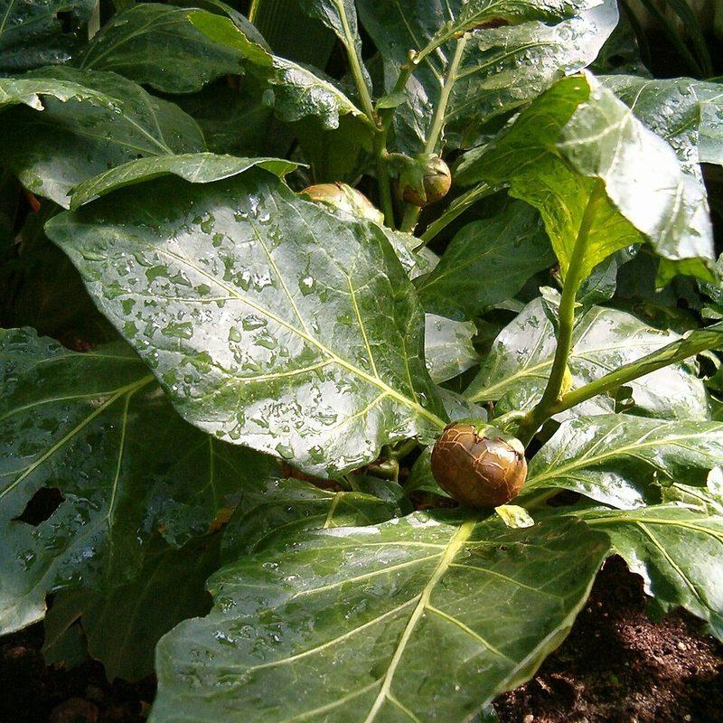 Aubergine gboma (Solanum macrocarpon)