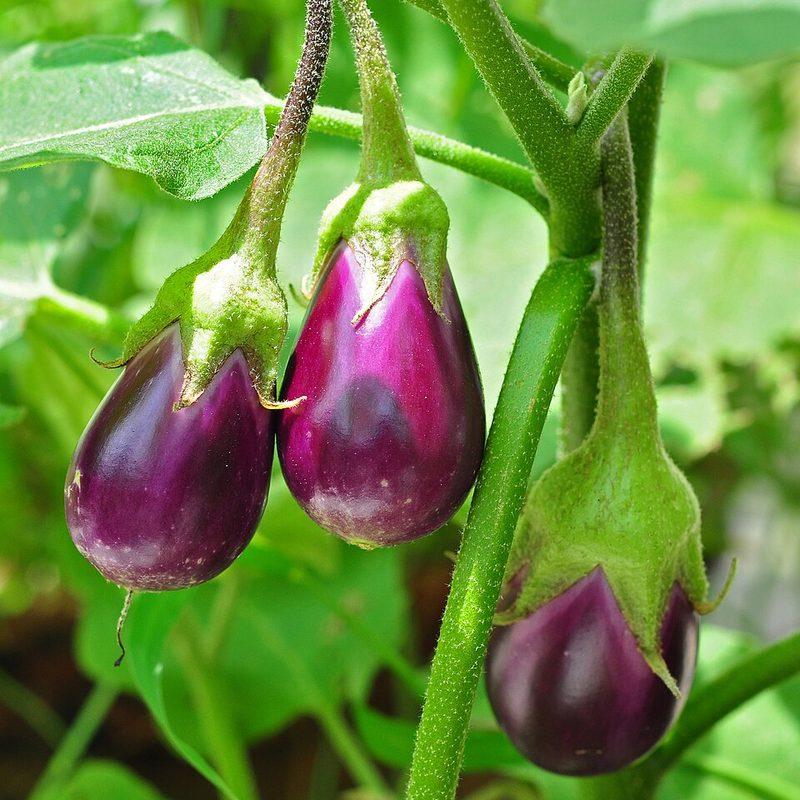 Aubergine (Solanum melongena)