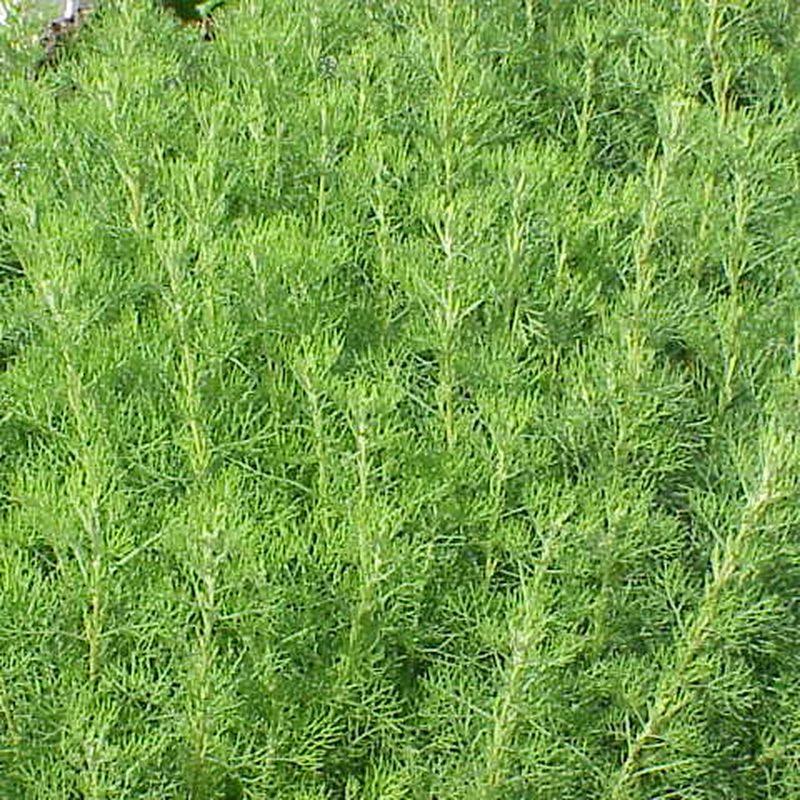 Aurone (Artemisia abrotanum)