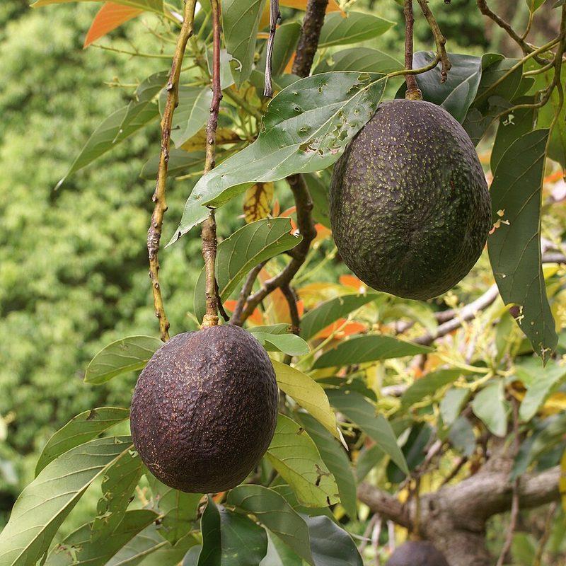 Avocatier (Persea americana)