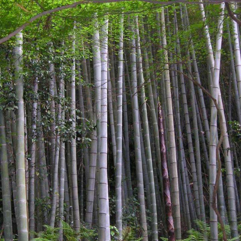 Bambou moso (Phyllostachys edulis)