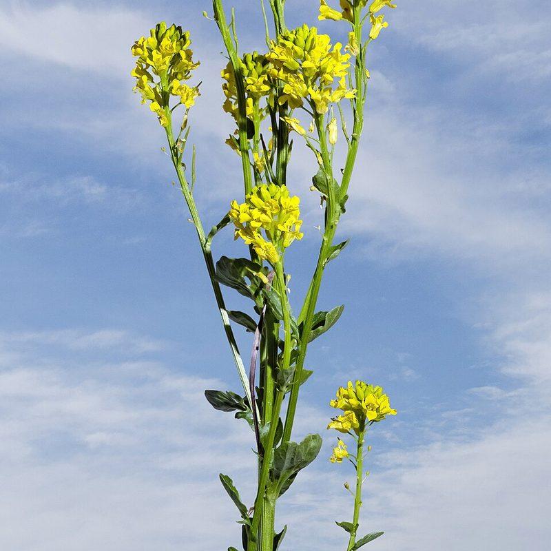 Barbarée commune (Barbarea vulgaris)