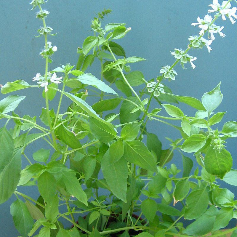Basilic citron (Ocimum citriodorum)