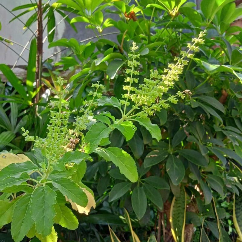 Basilic sacré (Ocimum tenuiflorum)
