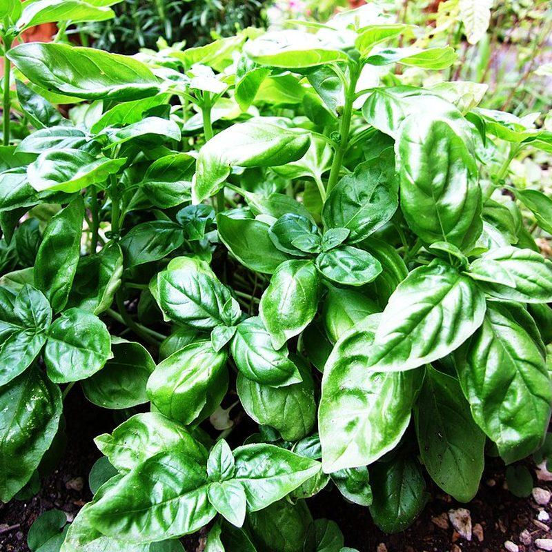 Basilic (Ocimum basilicum)