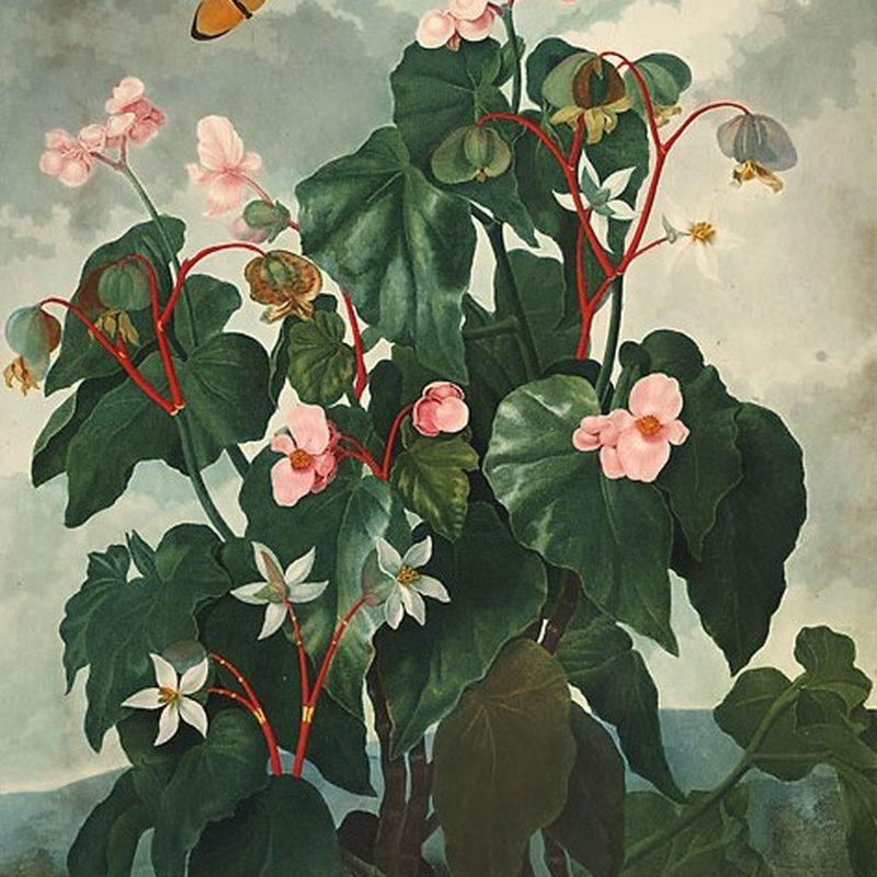 Bégonia toujours-fleuri (Begonia cucullata)