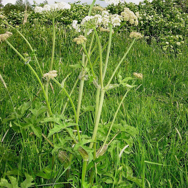 Berce commune (Heracleum sphondylium)