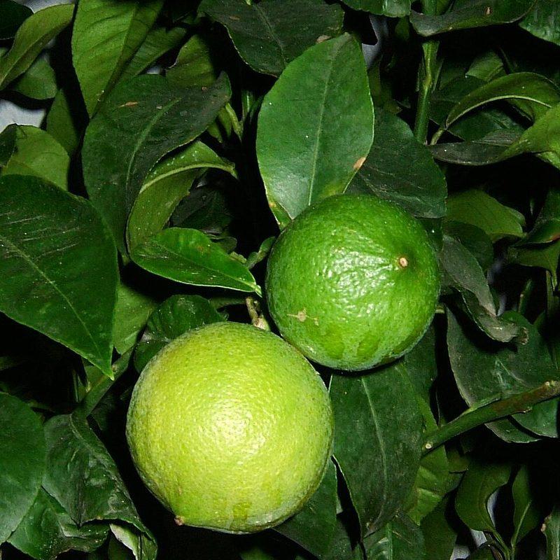 Bergamotier (Citrus ×bergamia)