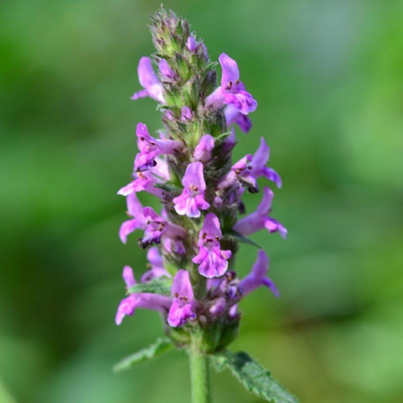 Bétoine officinale (Betonica officinalis)