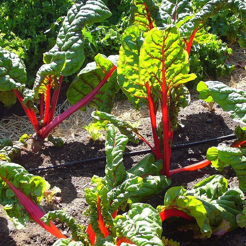 Bette (Beta vulgaris cicla)