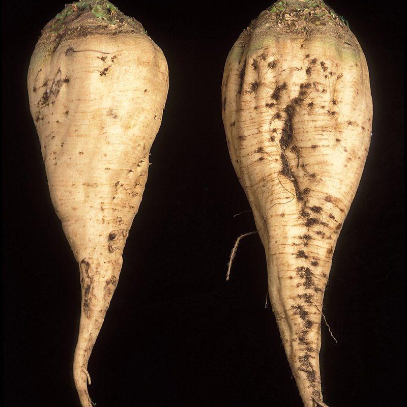 Betterave sucrière (Beta vulgaris subsp. vulgaris var. altissima)