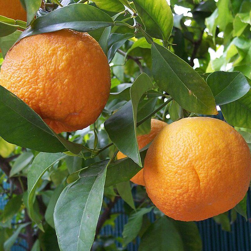 Bigaradier (Citrus × aurantium)