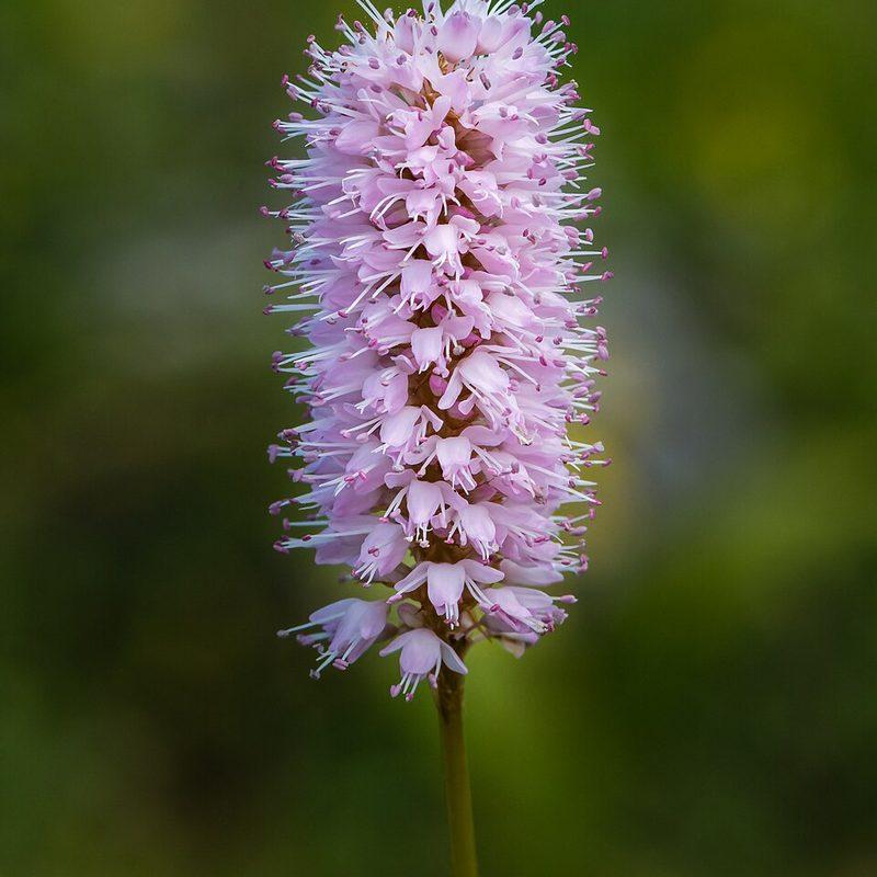 Bistorte (Bistorta officinalis)