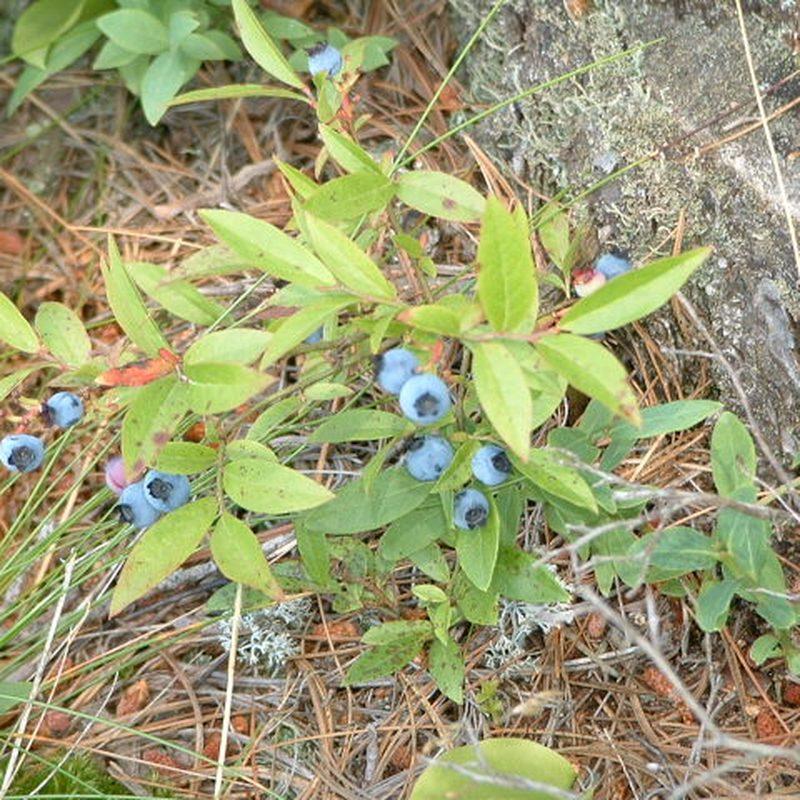 Bleuet nain (Vaccinium angustifolium)