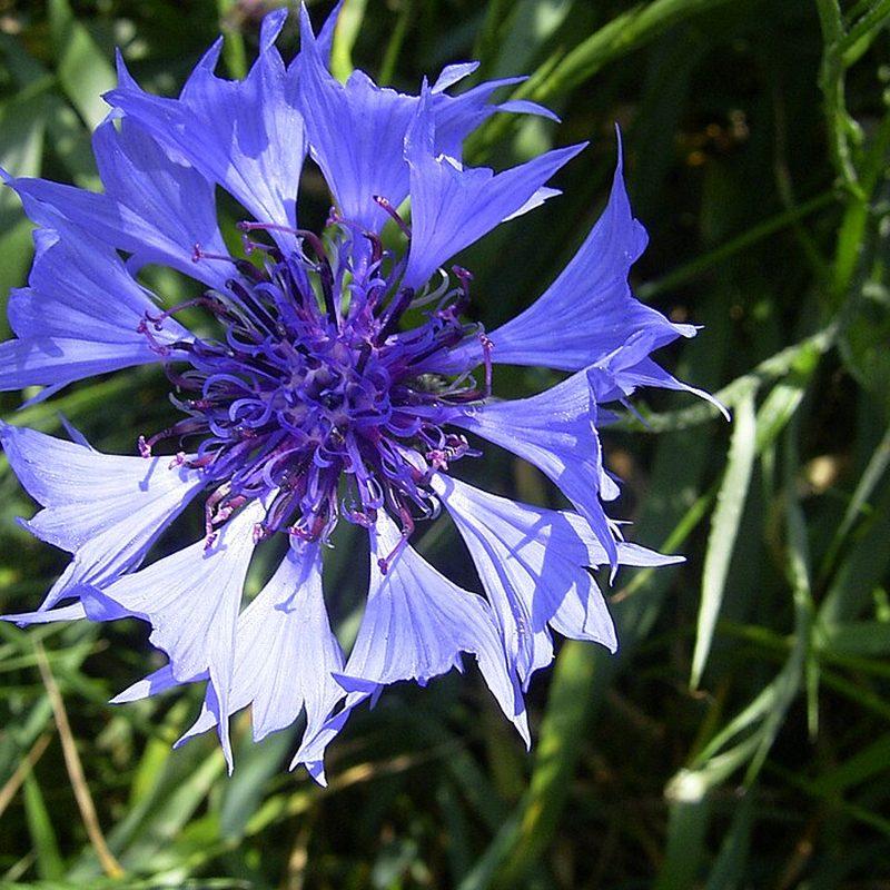 Bleuet
