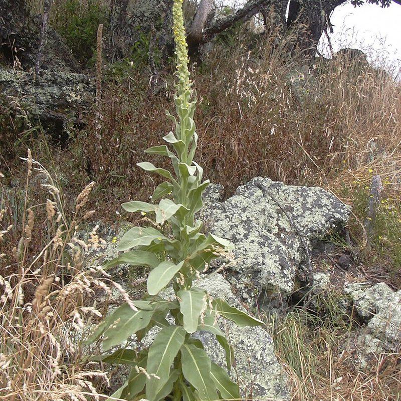 Bouillon-blanc (Verbascum thapsus)
