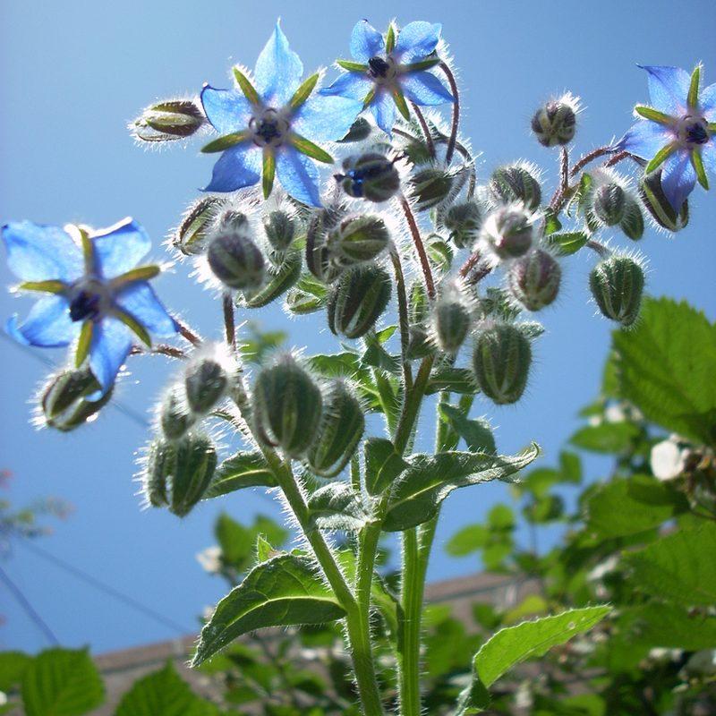 Bourrache (Borago officinalis)