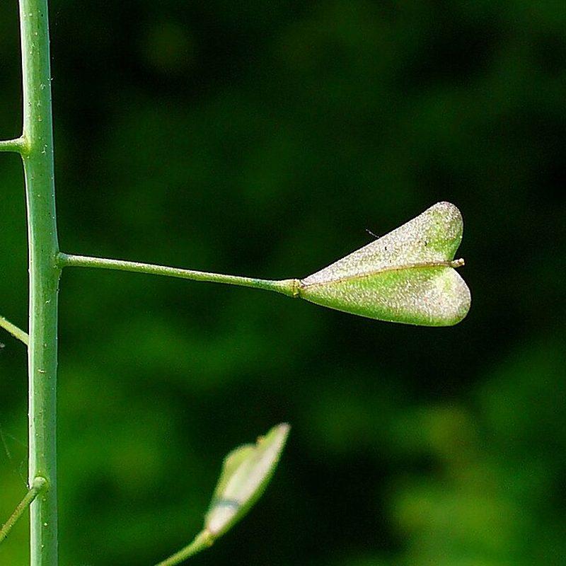 Bourse-à-pasteur (Capsella bursa-pastoris)