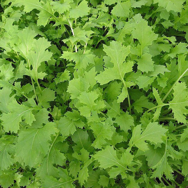 Brocoli-rave (Brassica rapa subsp. sylvestris)