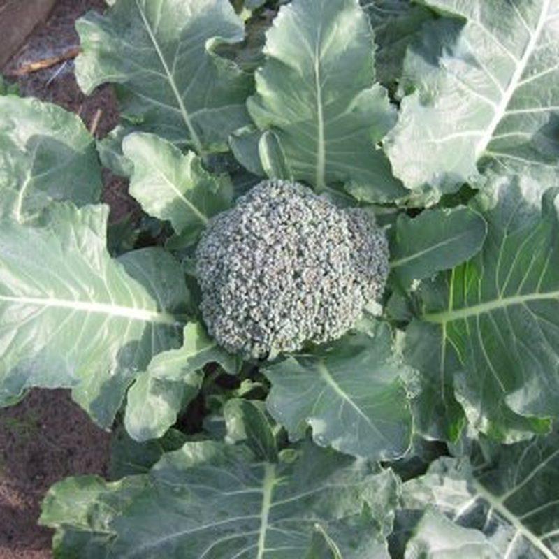 Brocoli (Brassica oleracea var. italica)