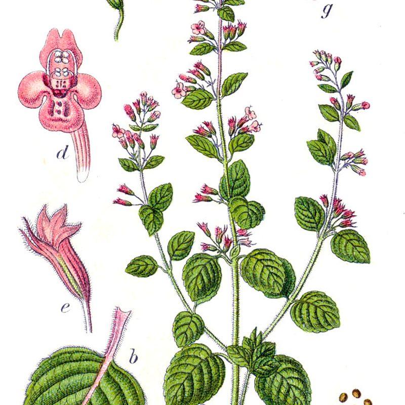 Calament népéta (Clinopodium nepeta)