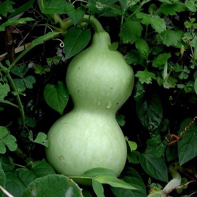 Calebasse (Lagenaria siceraria)