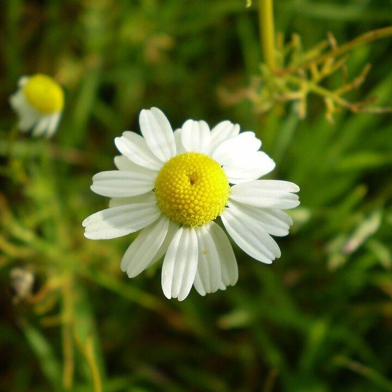 Camomille matricaire