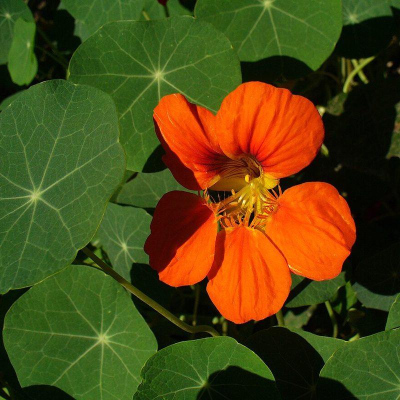 Capucine (Tropaeolum majus)