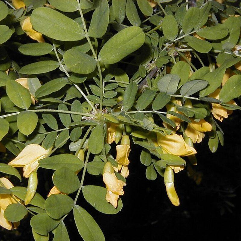 Caraganier de Sibérie (Caragana arborescens)