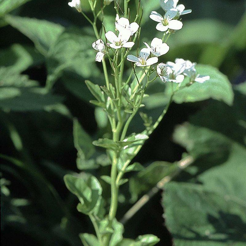 Cardamine amère (Cardamine amara)
