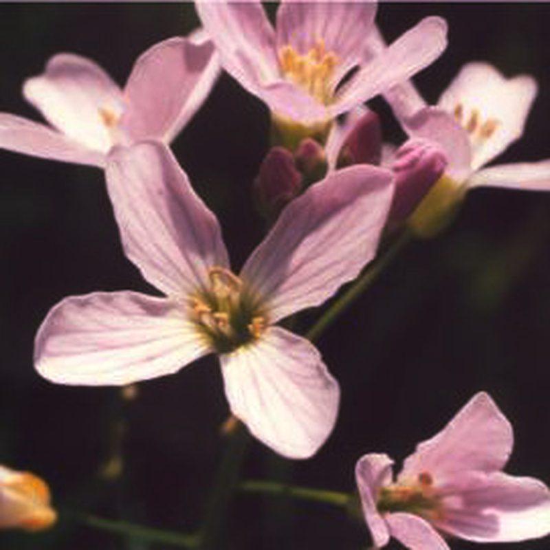 Cardamine des prés (Cardamine pratensis)