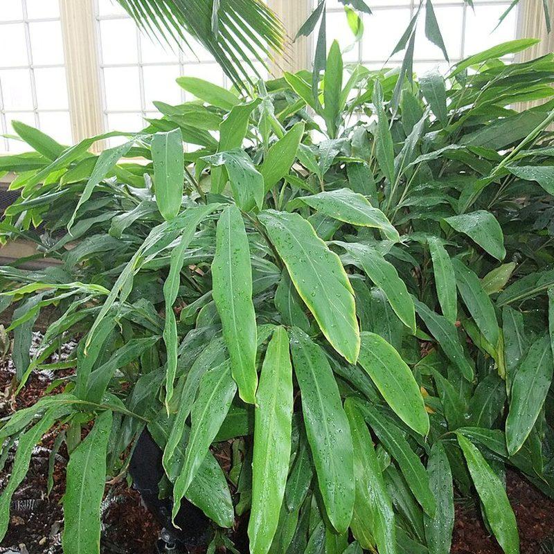 Cardamome (Elettaria cardamomum)