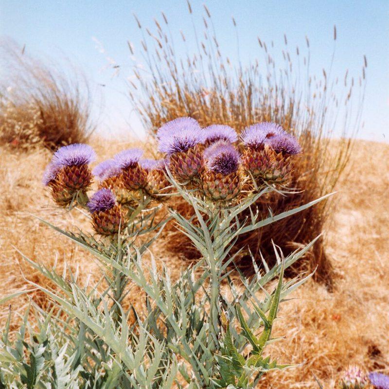 Cardon (Cynara cardunculus)
