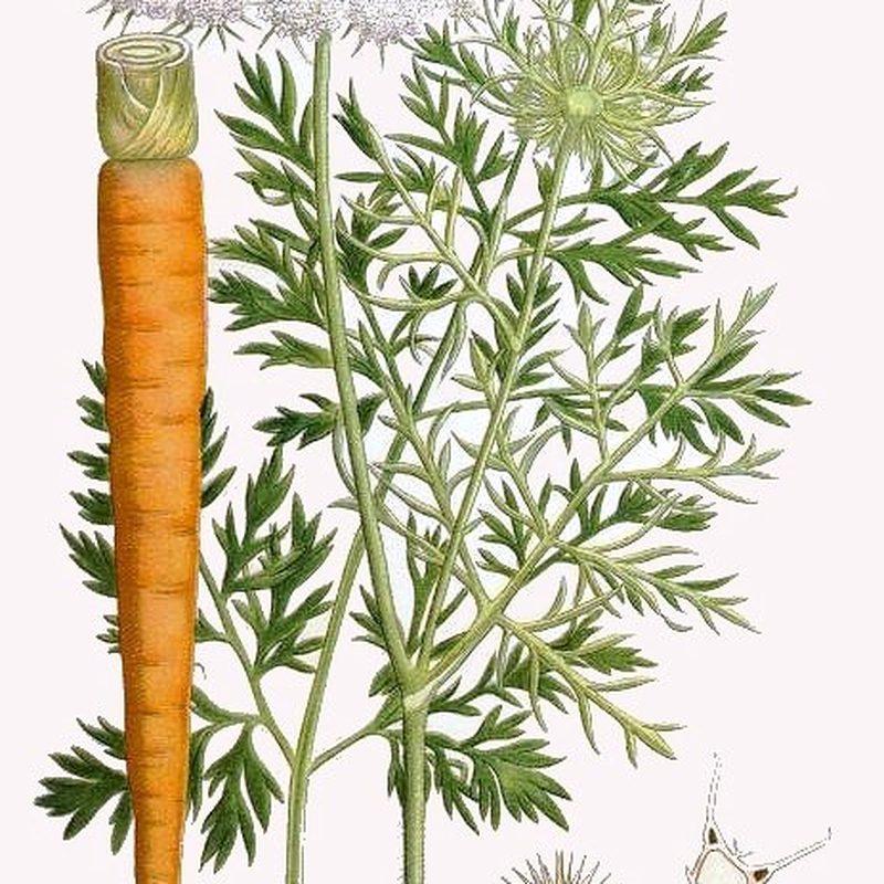 Carotte (Daucus carota)