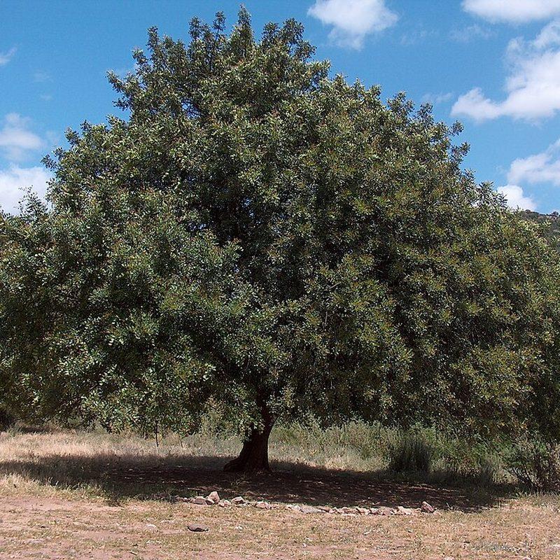 Caroubier (Ceratonia siliqua)