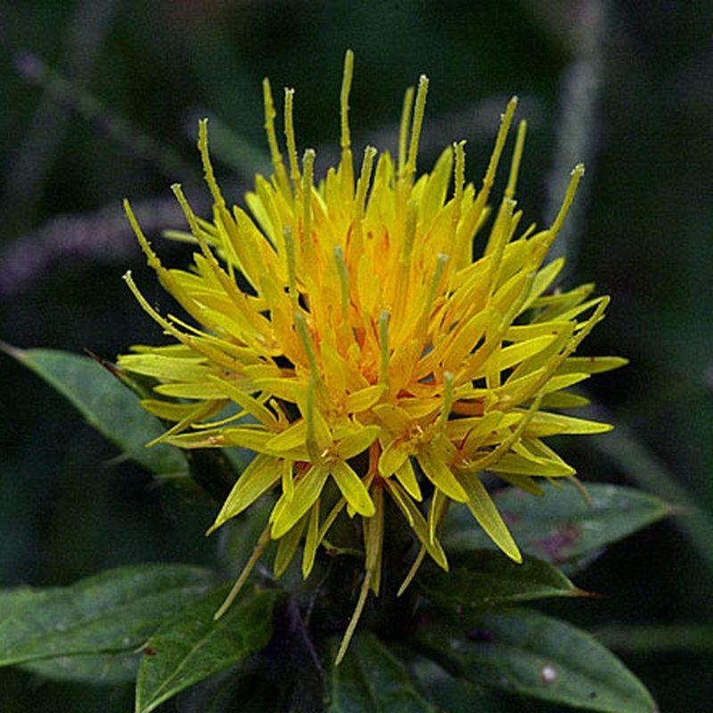 Carthame des teinturiers (Carthamus tinctorius)