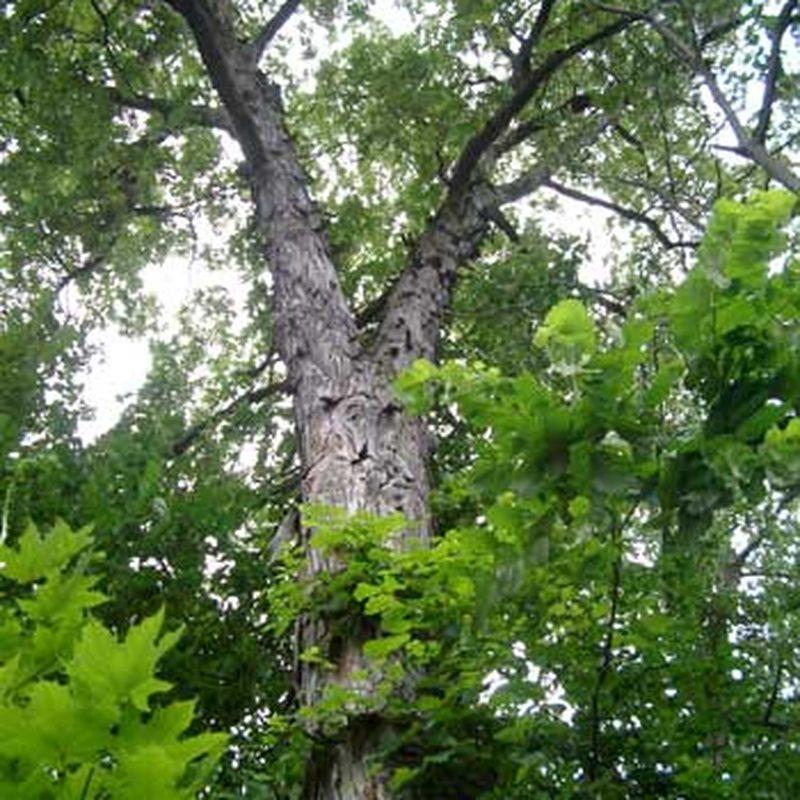 Caryer ovale (Carya ovata)