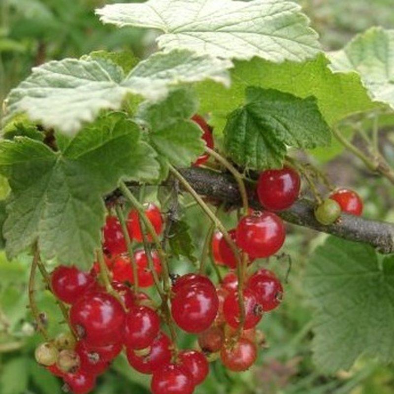 Cassissier (Ribes nigrum)