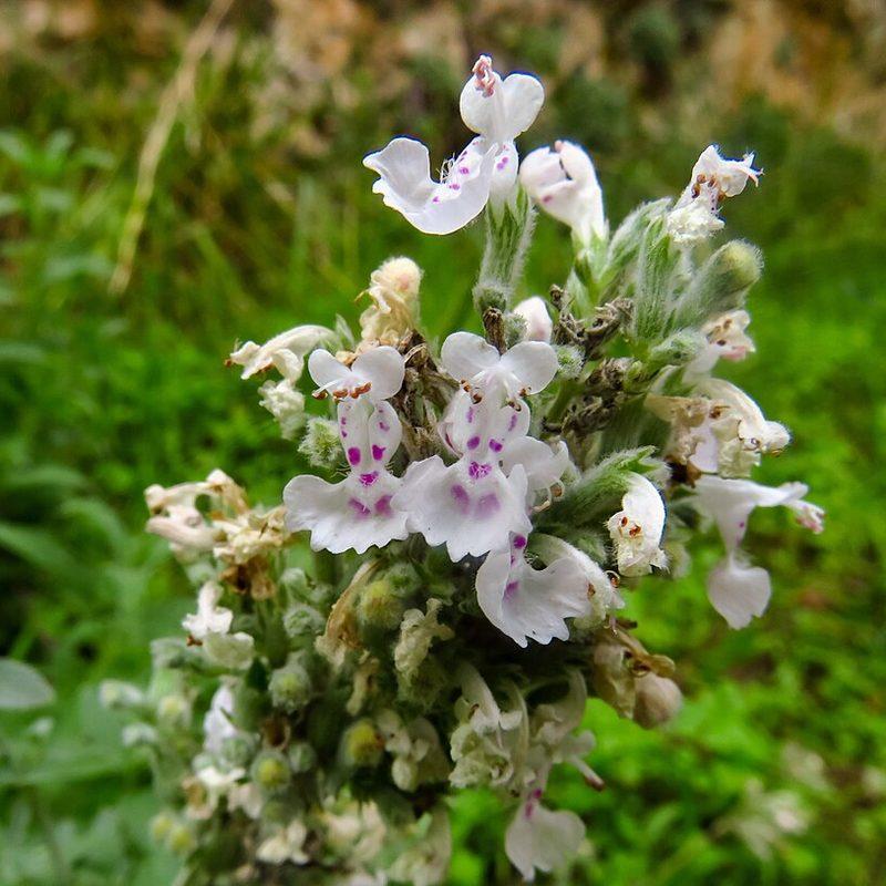Cataire (Nepeta cataria)